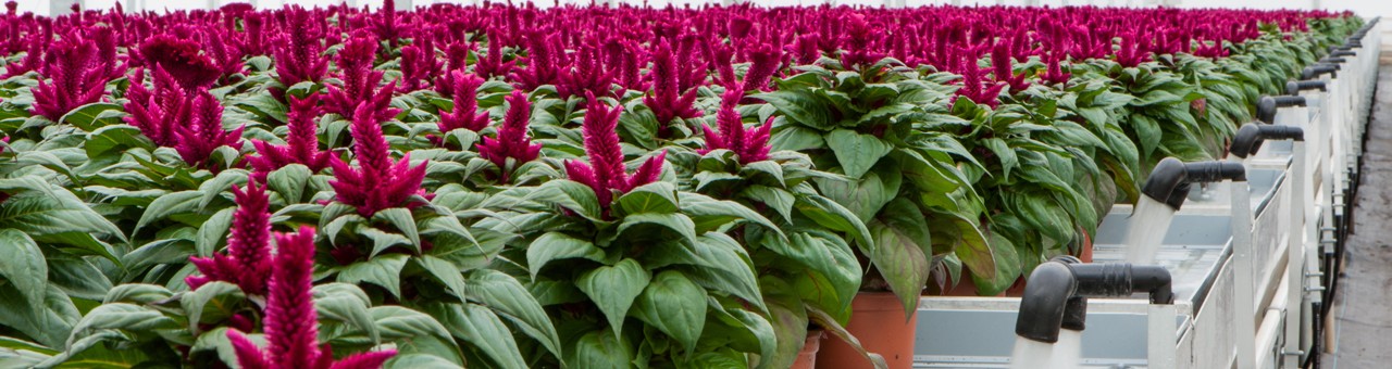 Horticulture
